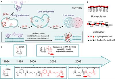 pH-Responsive Amphiphilic Carboxylate Polymers: Design and Potential for Endosomal Escape